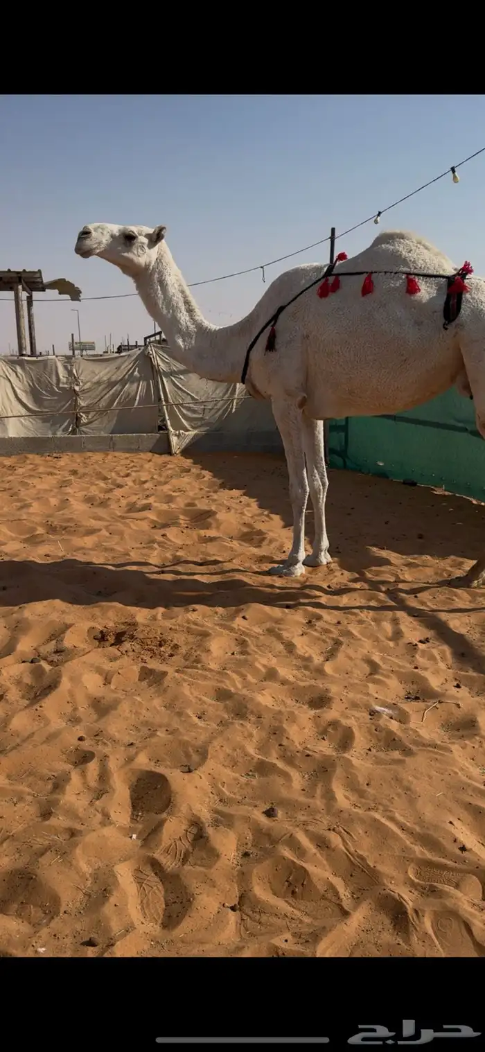 للبيع عشراء معزول ولدها وعلى جميع الشروط 0