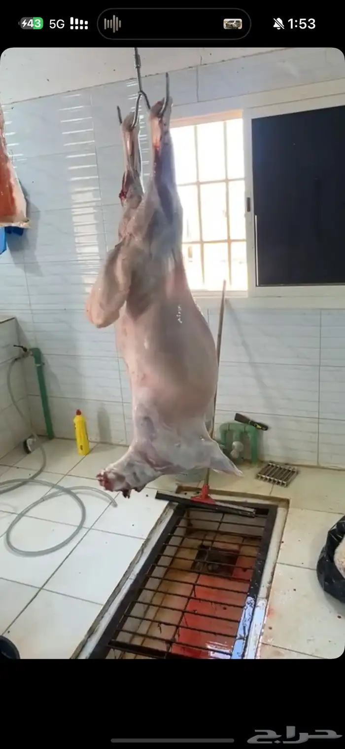 ذبايح الرس 0