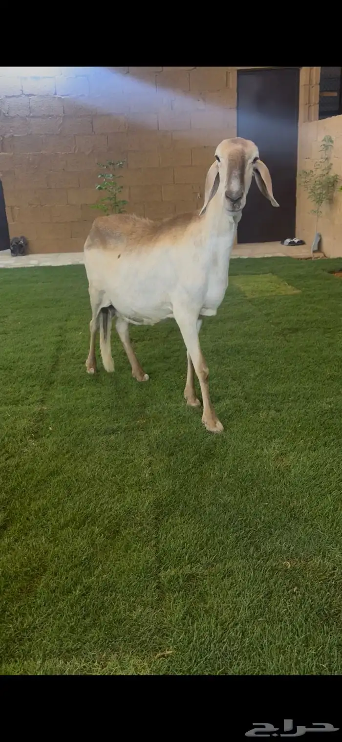 للبيع ساكليه 2