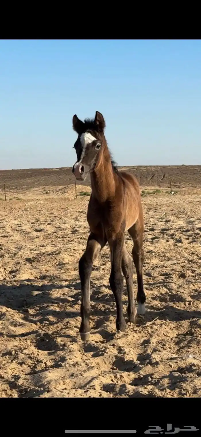 فرس واهو فاااخره انتاج مربط  دبي  الشهير 5