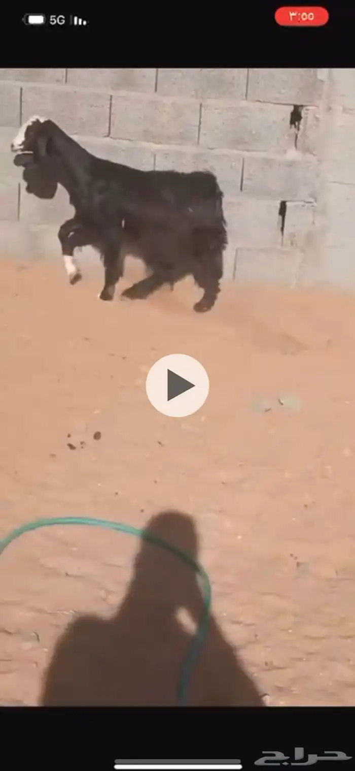جفرة كفو بريه 2