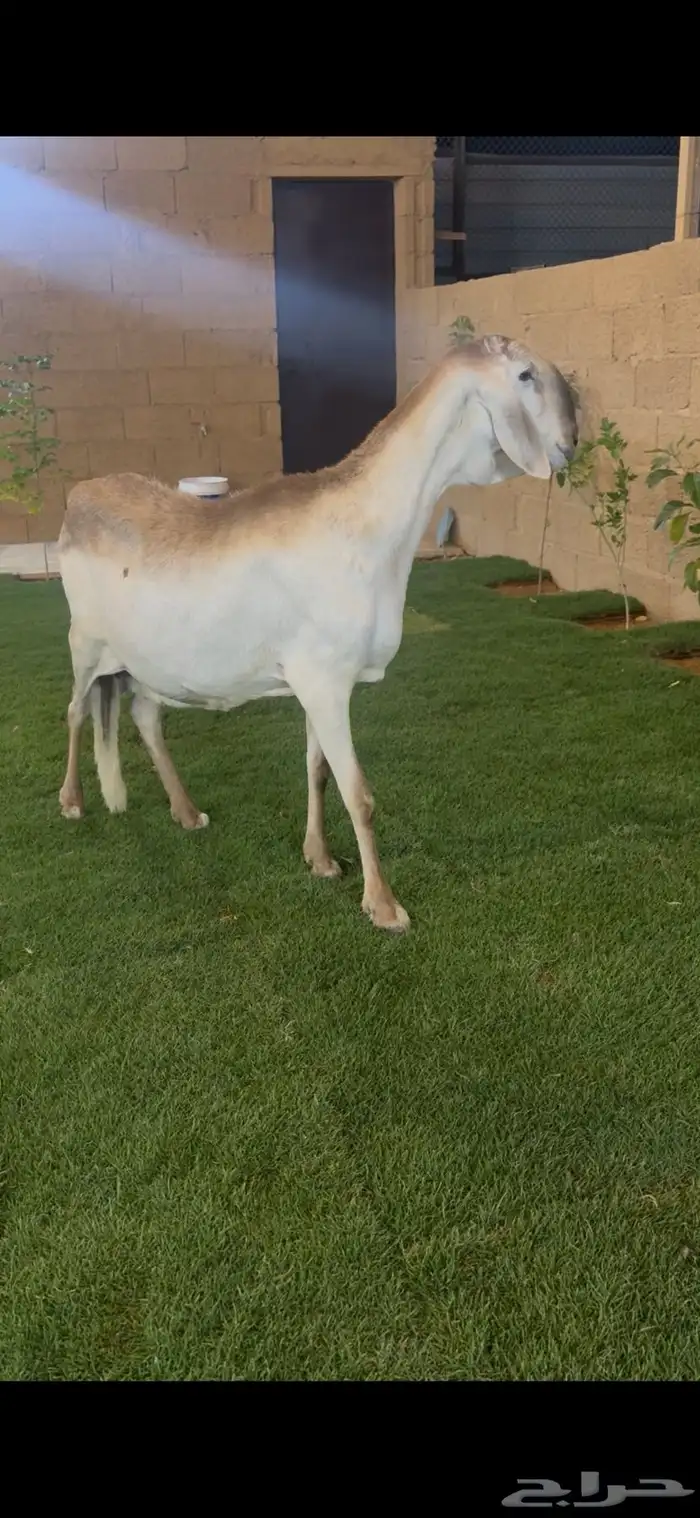 للبيع ساكليه 1