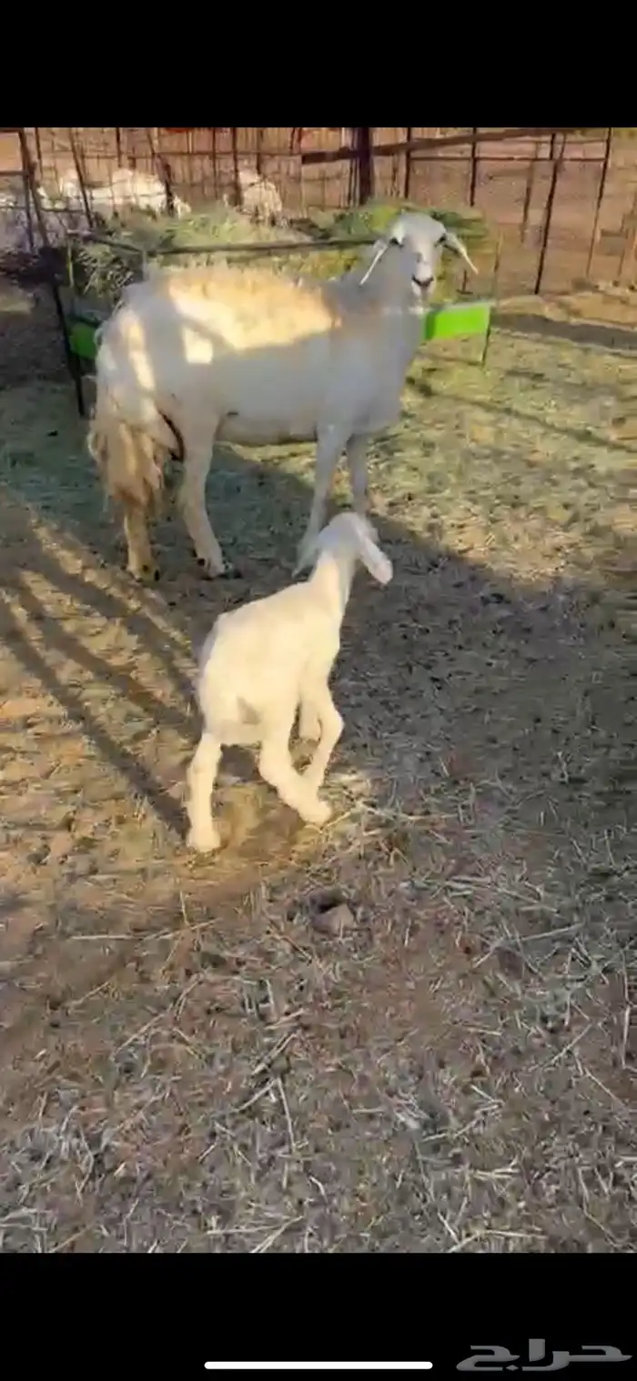 شاه صنف سنها سديس تحتها خروف رايم شرط وديدها سليم(تم البيع) 1