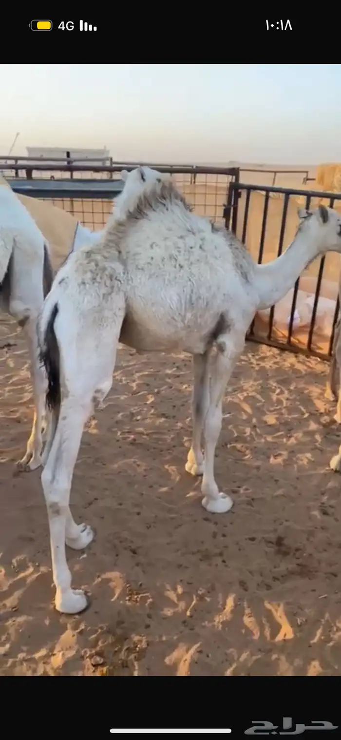 حوار قصب لباني 0