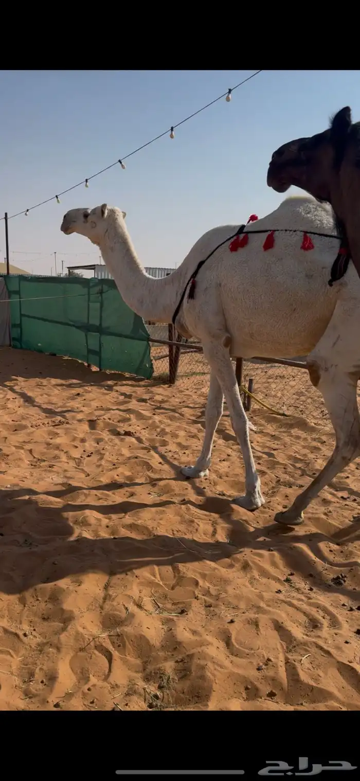 للبيع عشراء معزول ولدها وعلى جميع الشروط 1