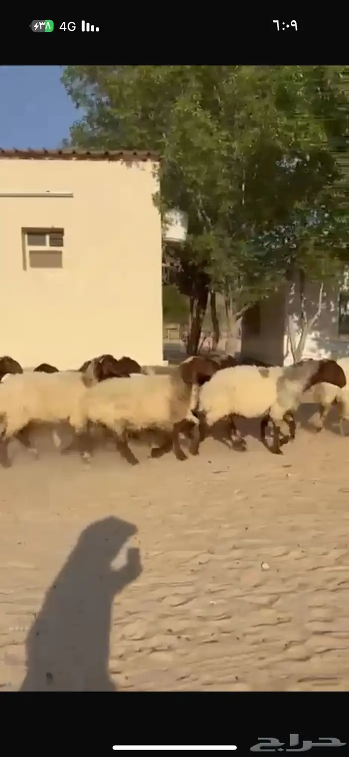 غنم نعيم طيبه للبيع 0