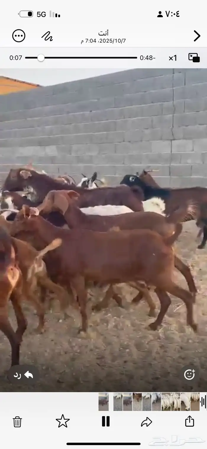 معزا حص دفع العدد 18 فحلها السوم 850 الحد 950 0