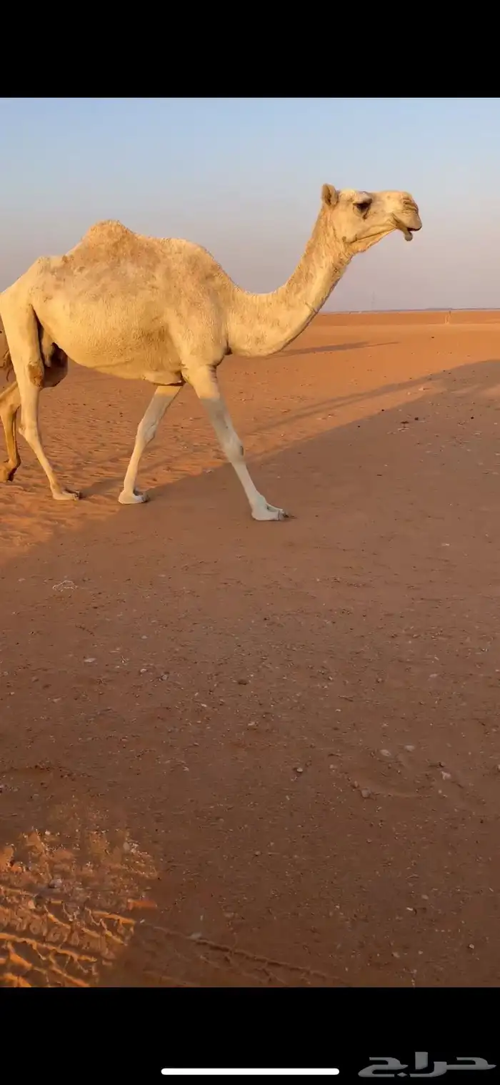 ضروبه وضحا منتجه توها مبيوعه بنتها 0