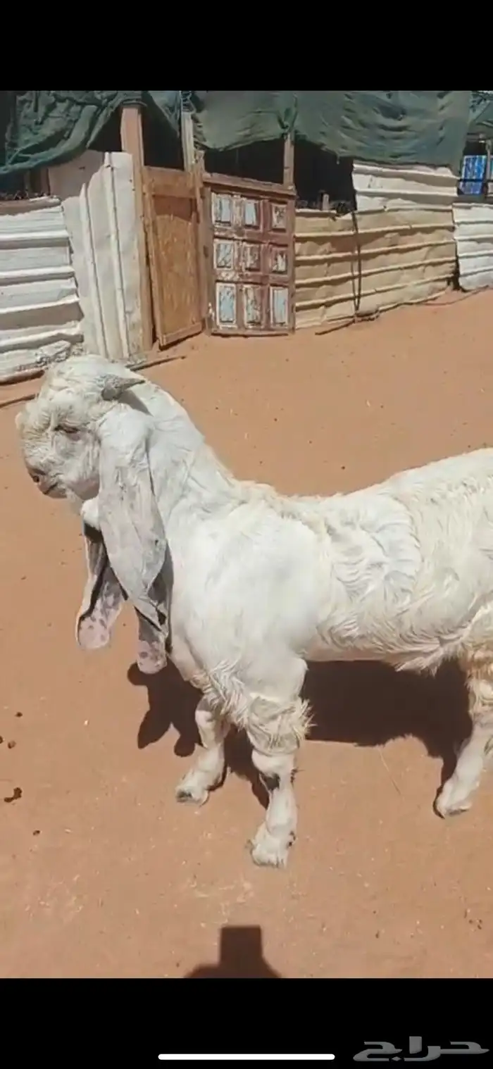 تيوس صنف مقفله فل الي بيذبح ولا يقني على السوم 8