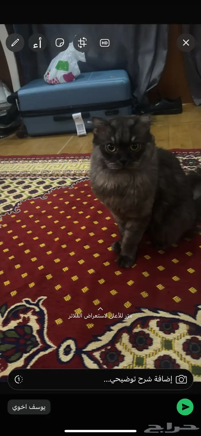 قط لتبني 0