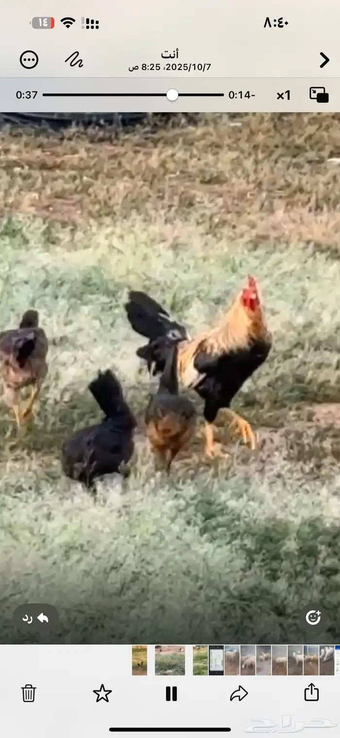 للبيع ديوك ودجاج 3