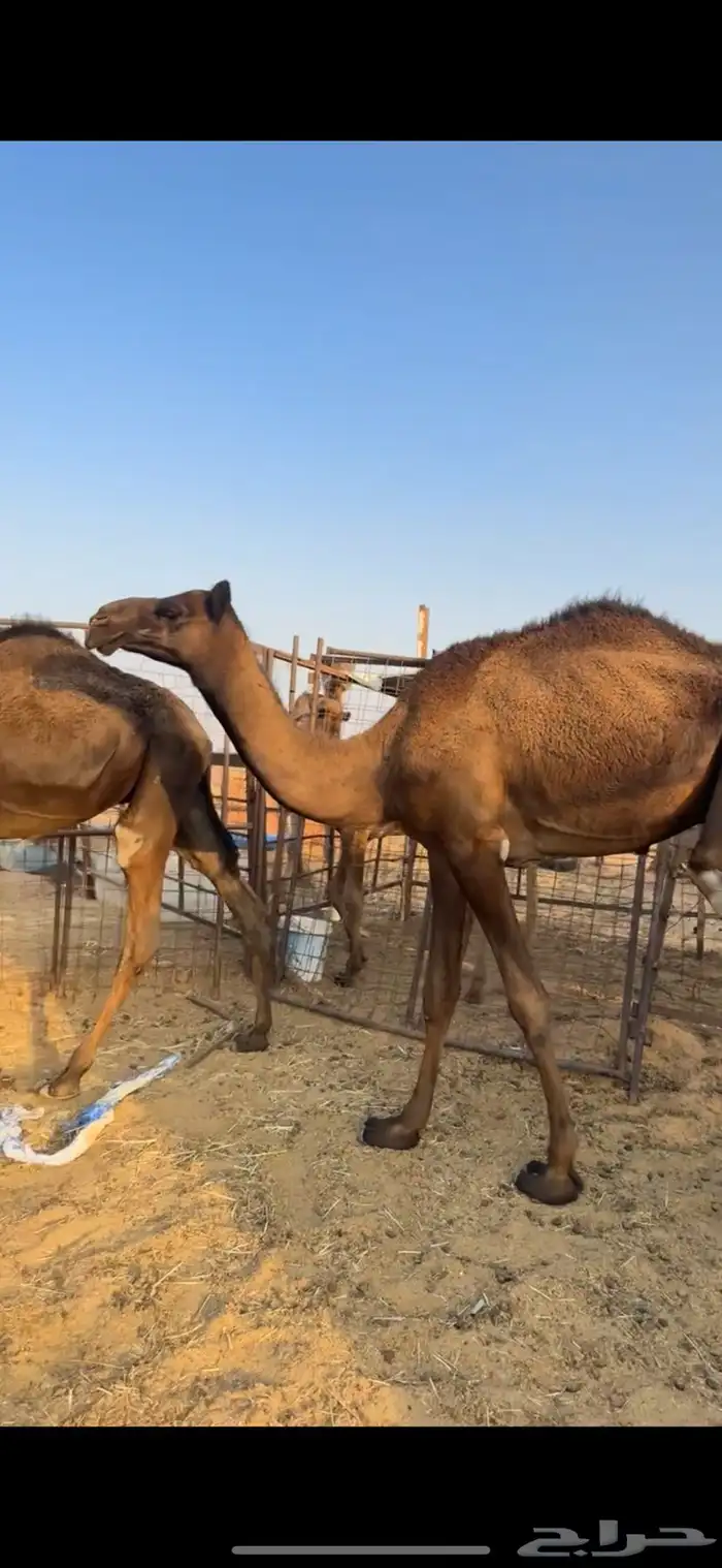 قعدان مجاهيم طيبه عدد 3 10