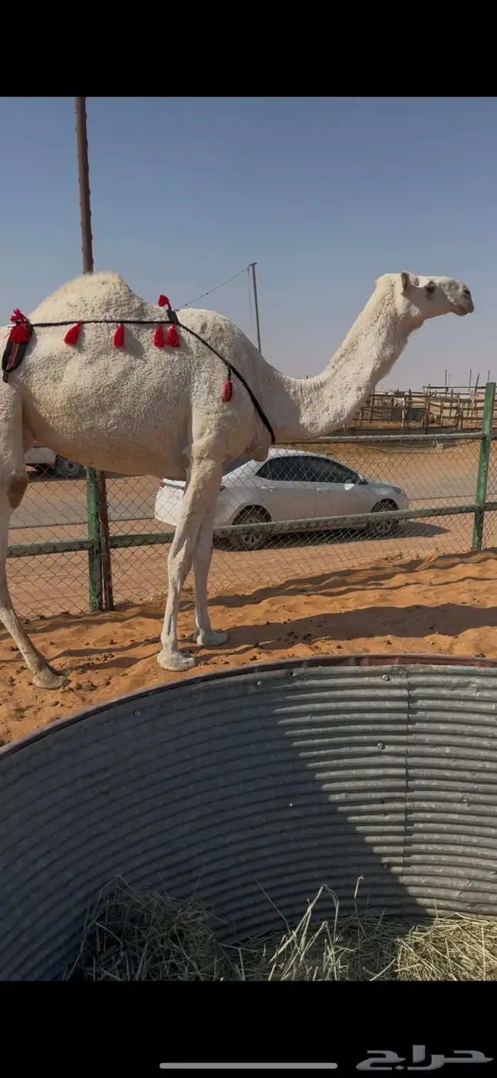 للبيع عشراء معزول ولدها وعلى جميع الشروط 2