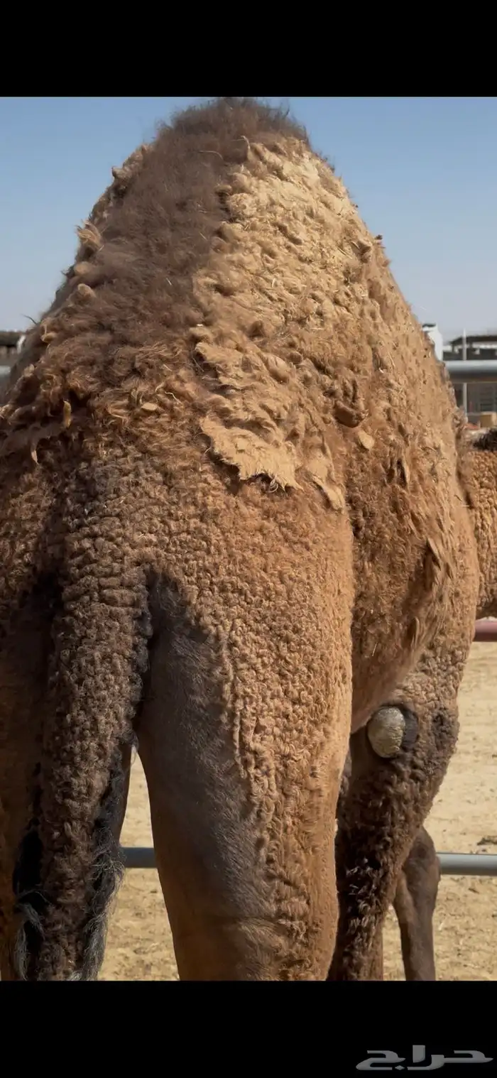 حشوان مغلقة 7