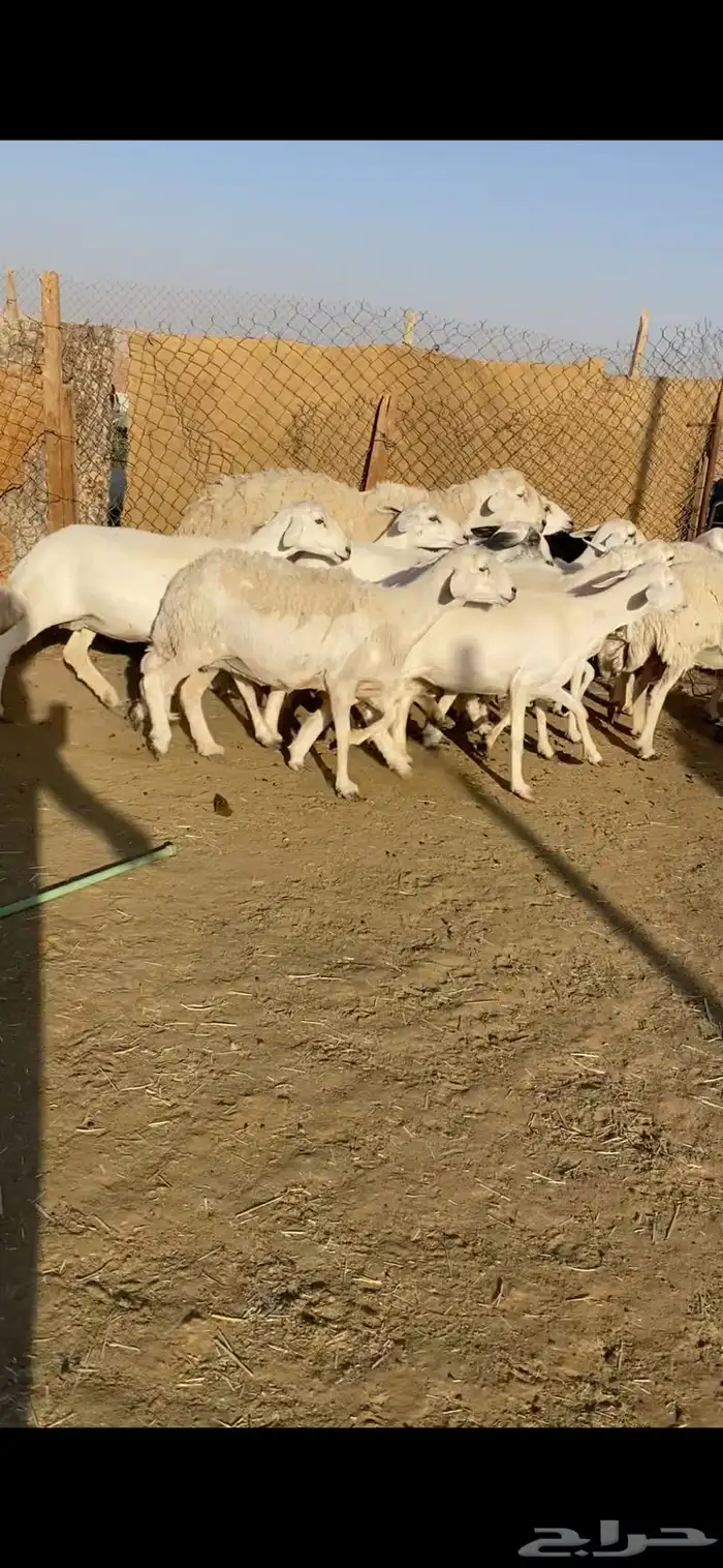 غنم حريات 2