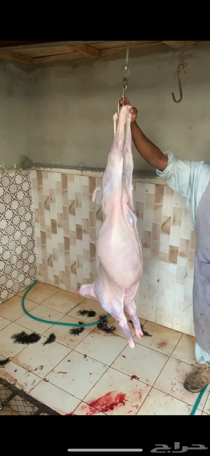 ذبايح ذبيحه تيس عارضي تيوس من انتاج الحلال 3
