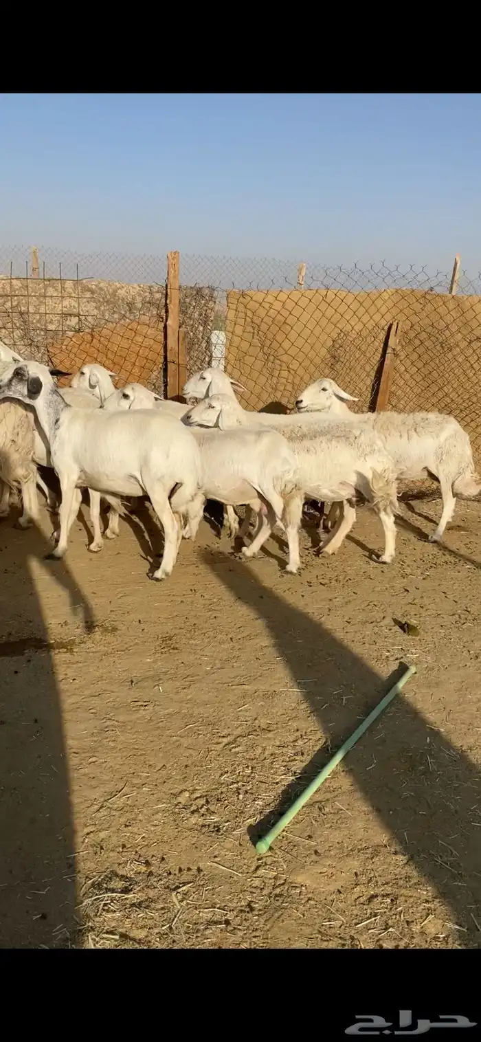 غنم حريات 4