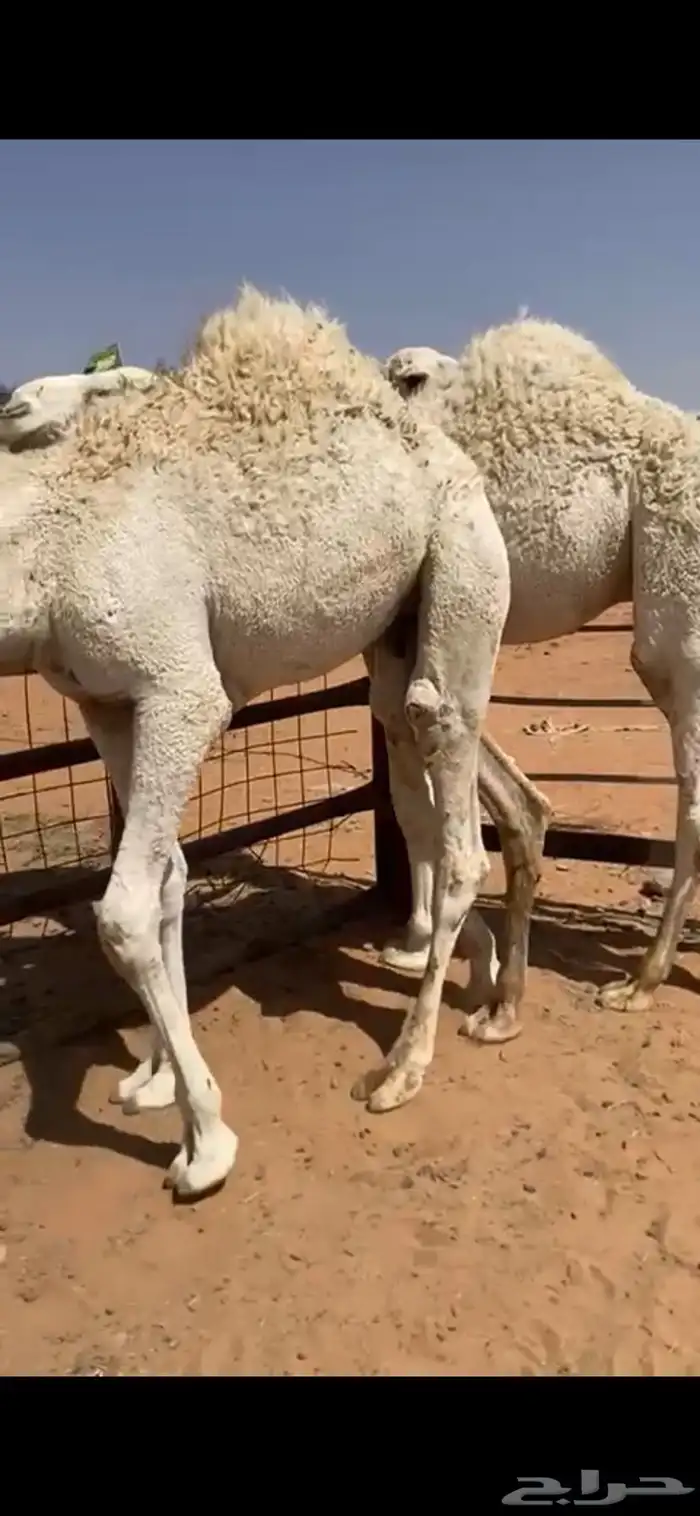 قعدان قصب 2 1
