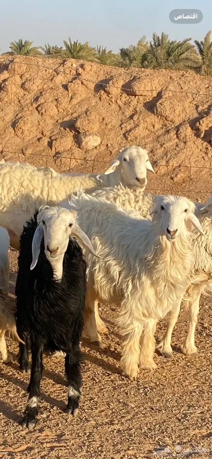 نجديه وعيسيه جذعات للقناي 1
