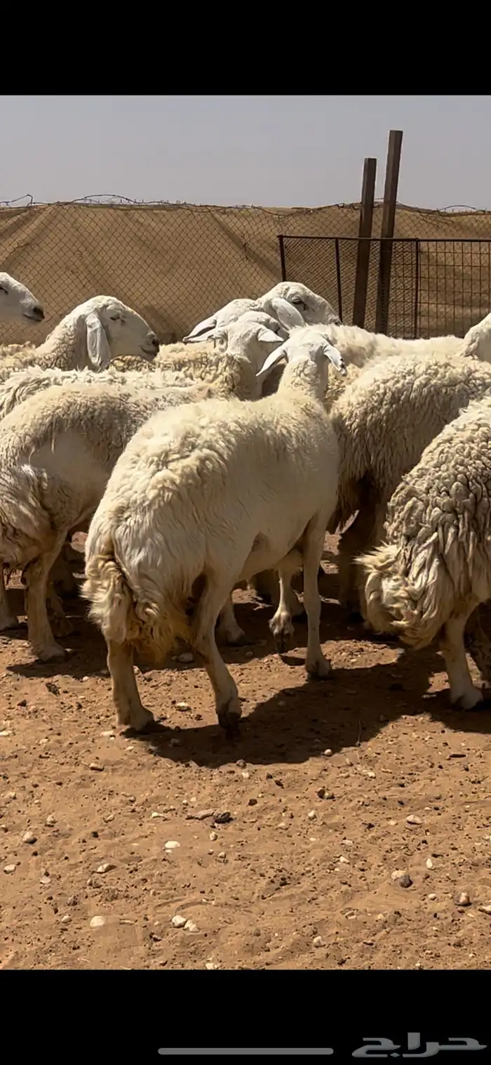 غنم حريات حرش كفو فواخر دفيع ومضاريع للبيع 3