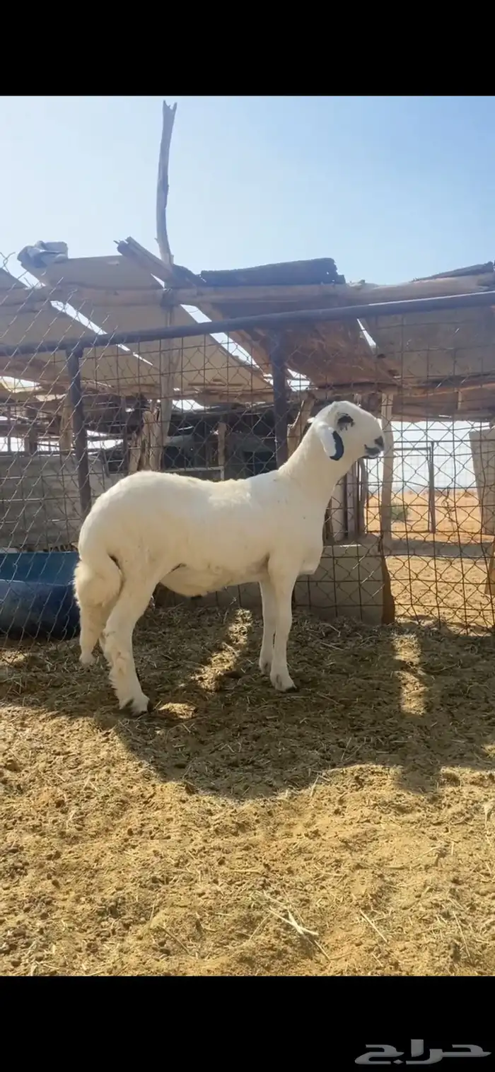 مشروع فحل مطور 0