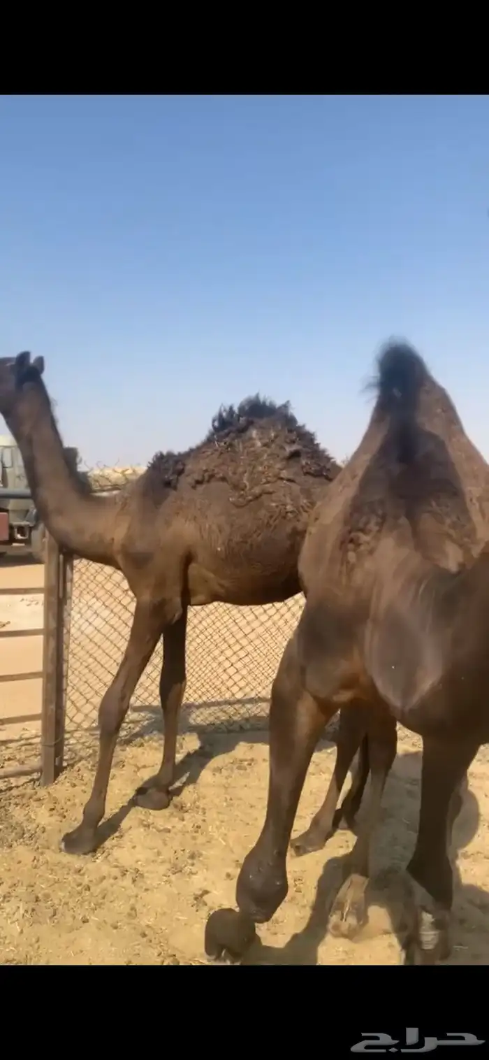 قعدان طيبه 0