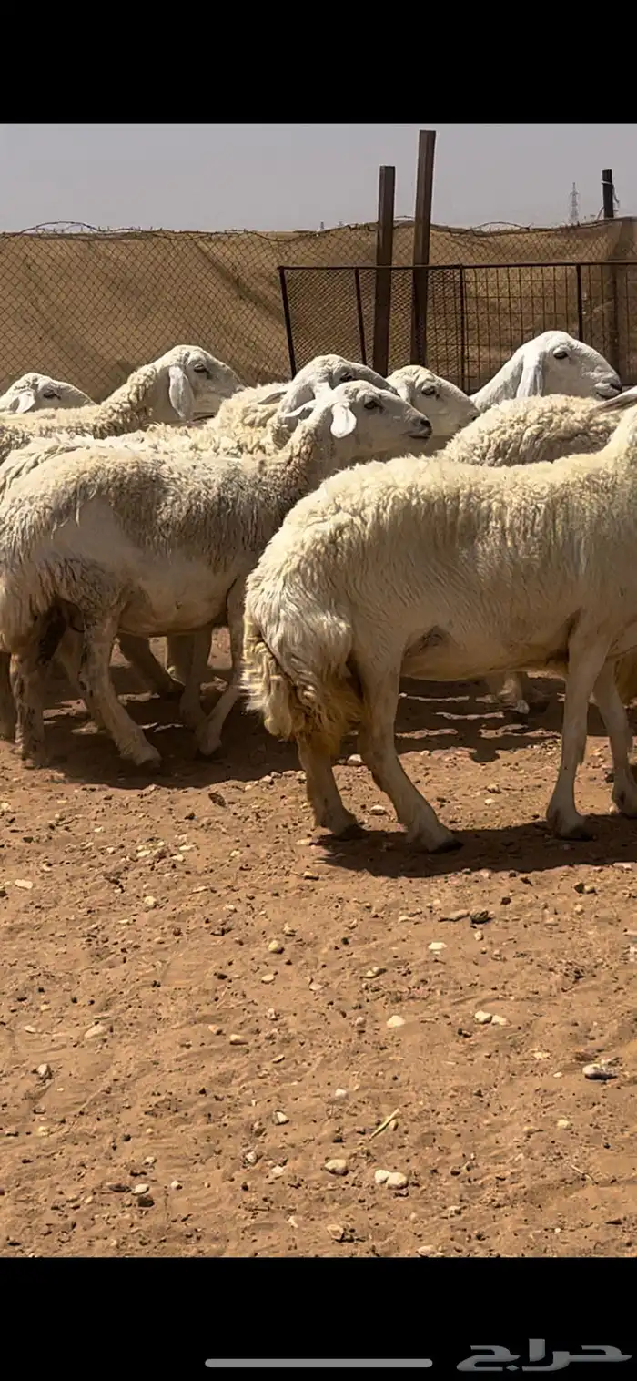 غنم حريات حرش كفو فواخر دفيع ومضاريع للبيع 0