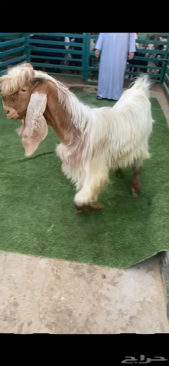 فحل جذع مشروك 1