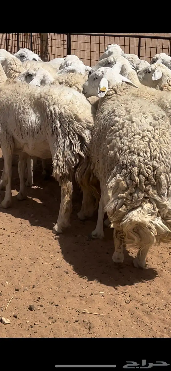 غنم حريات حرش كفو فواخر دفيع ومضاريع للبيع 4