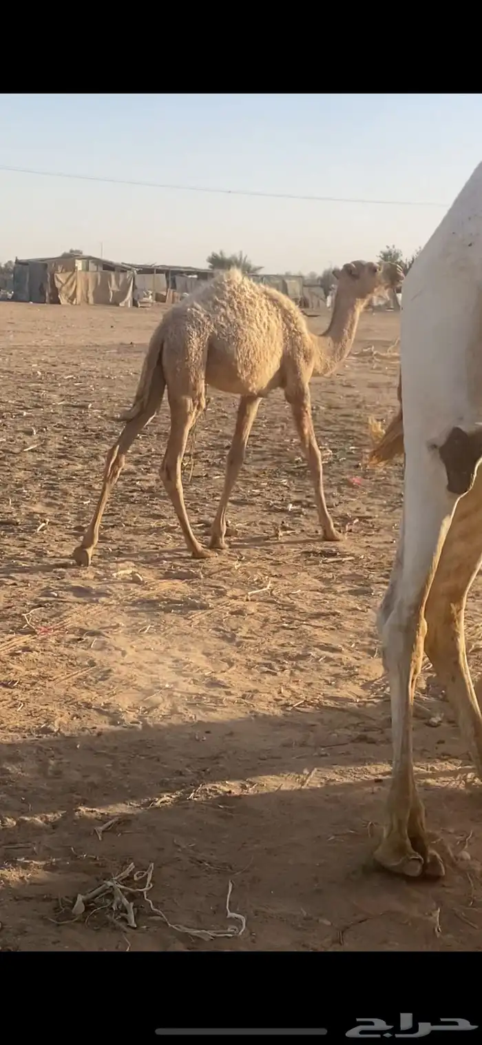 بكره شعلا 1