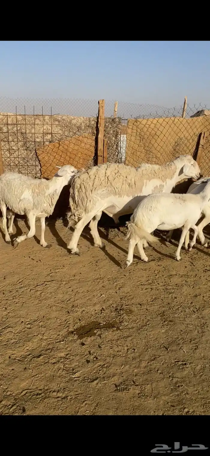 غنم حريات 5