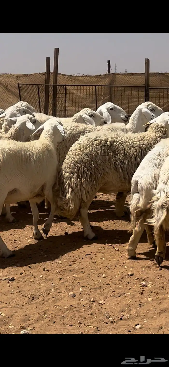 غنم حريات حرش كفو فواخر دفيع ومضاريع للبيع 2