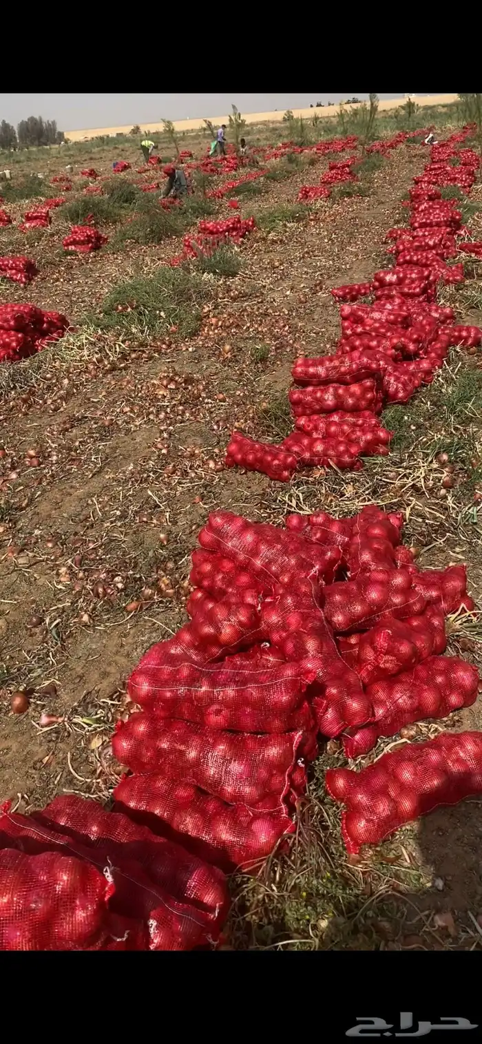 بصل بذره يمني فاخر 7
