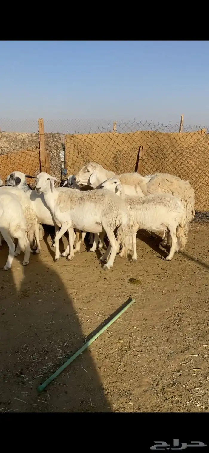 غنم حريات 7