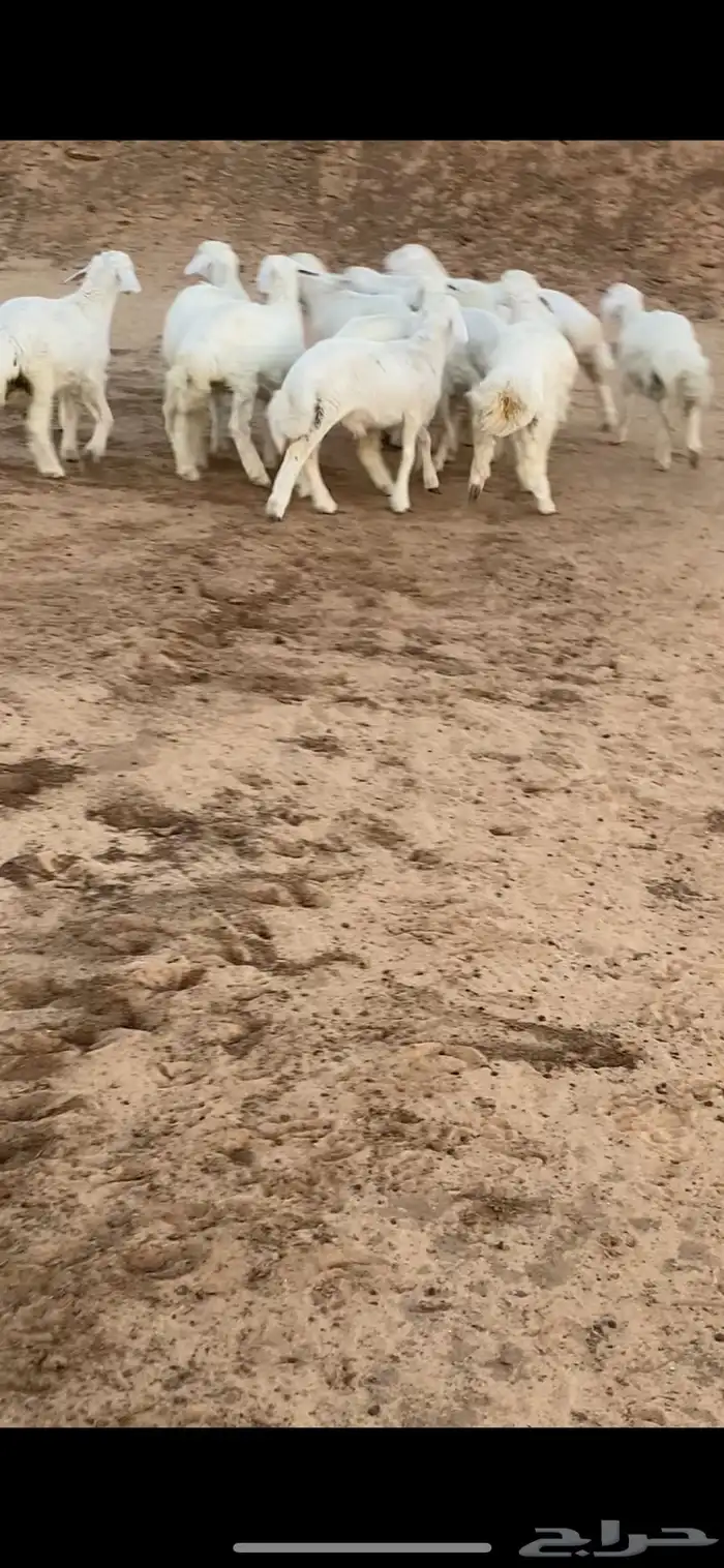 وصول حري ونضيف ذبايح يوجد تمارا 0