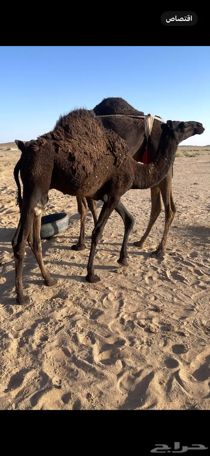 حاشي للبيع 2