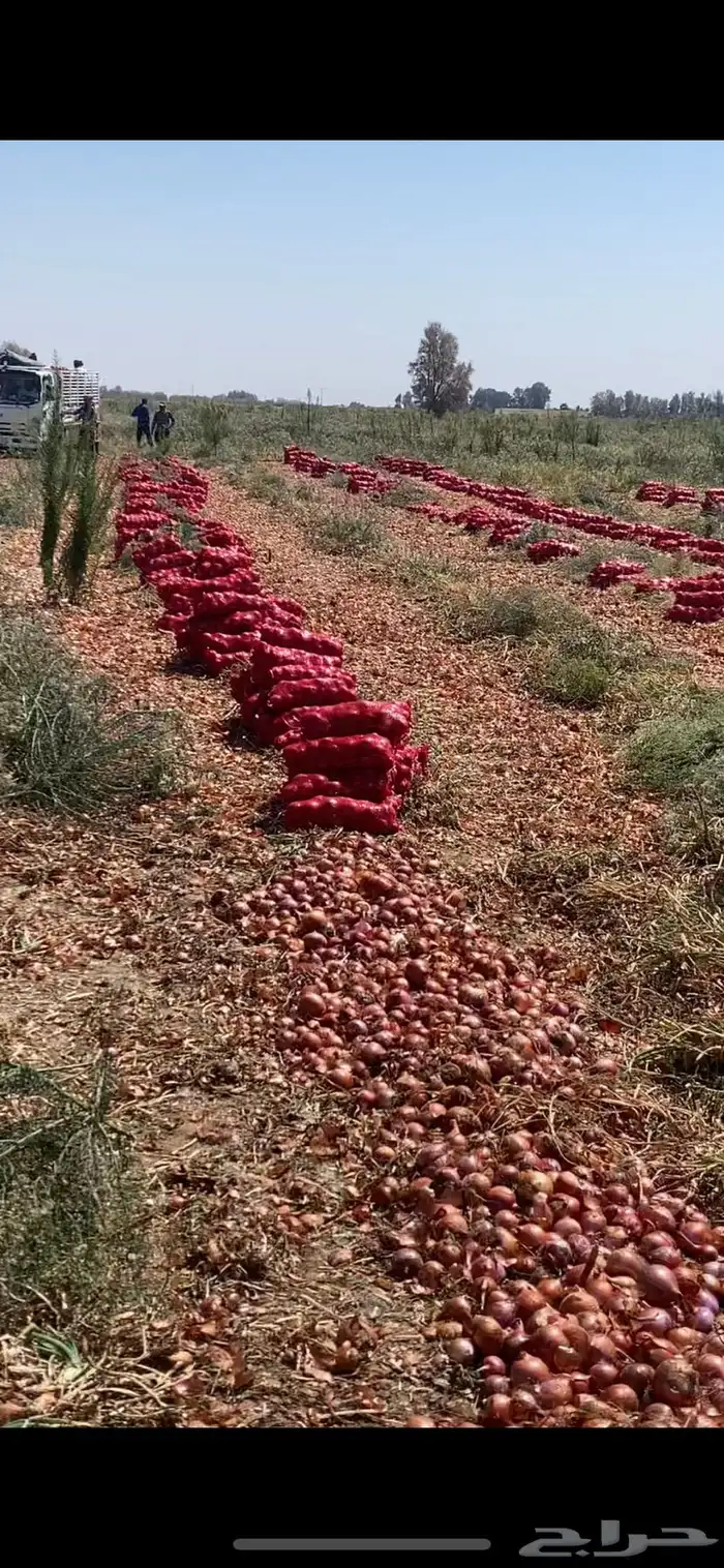 بصل بذره يمني فاخر 9