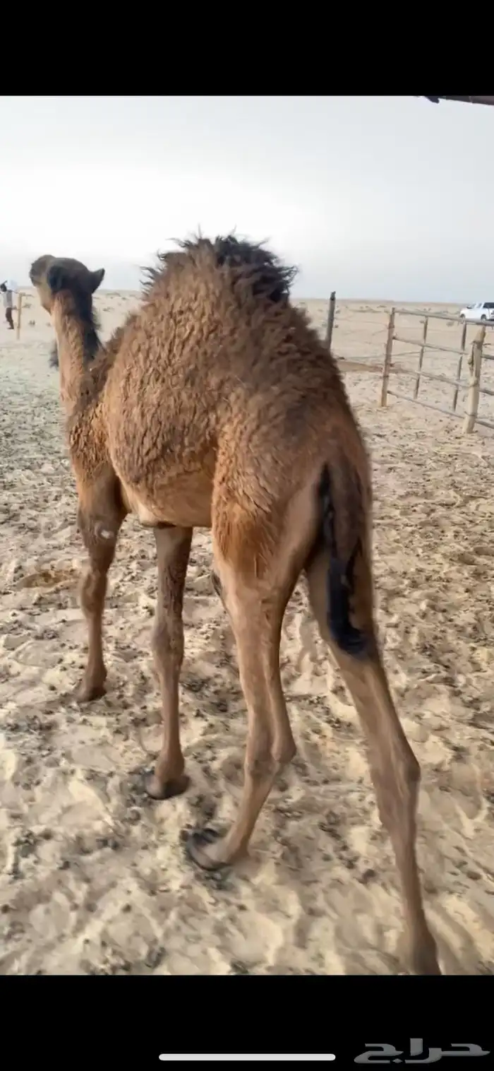حواره 0