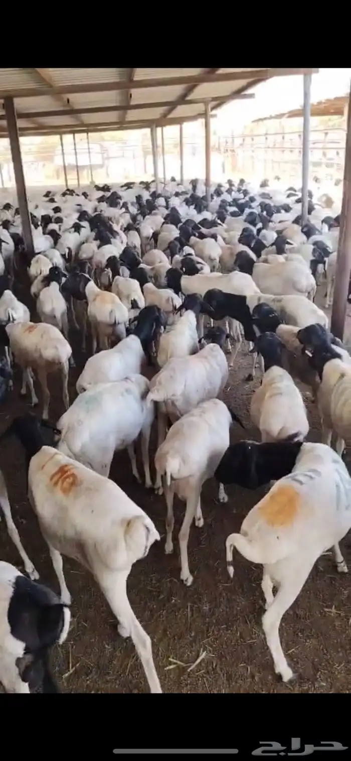 يا بلاش برابر ب 470 ريال 0