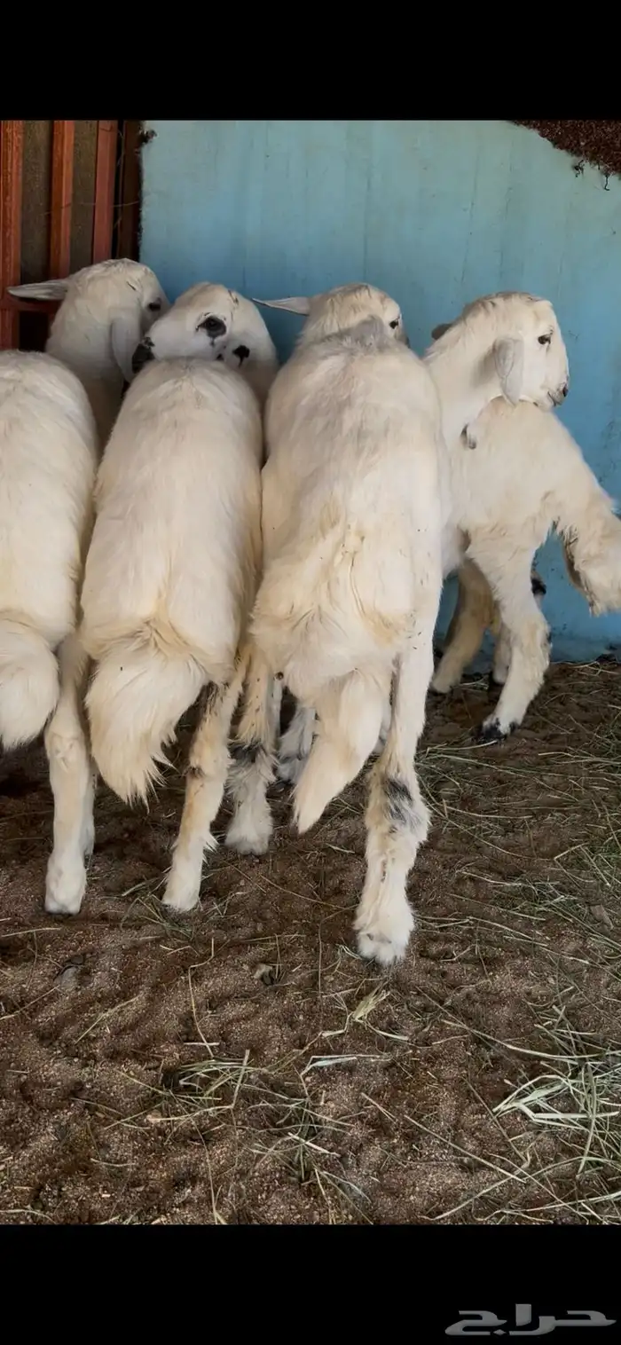 بهم عدد5. عدد4 خرفان. وعدد1 رخل 1