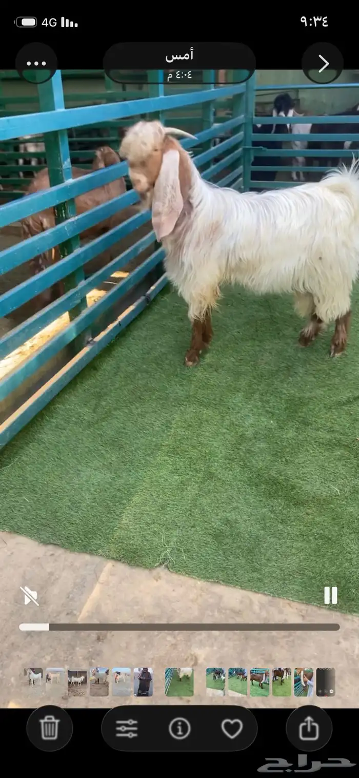 فحل جذع مشروك 0