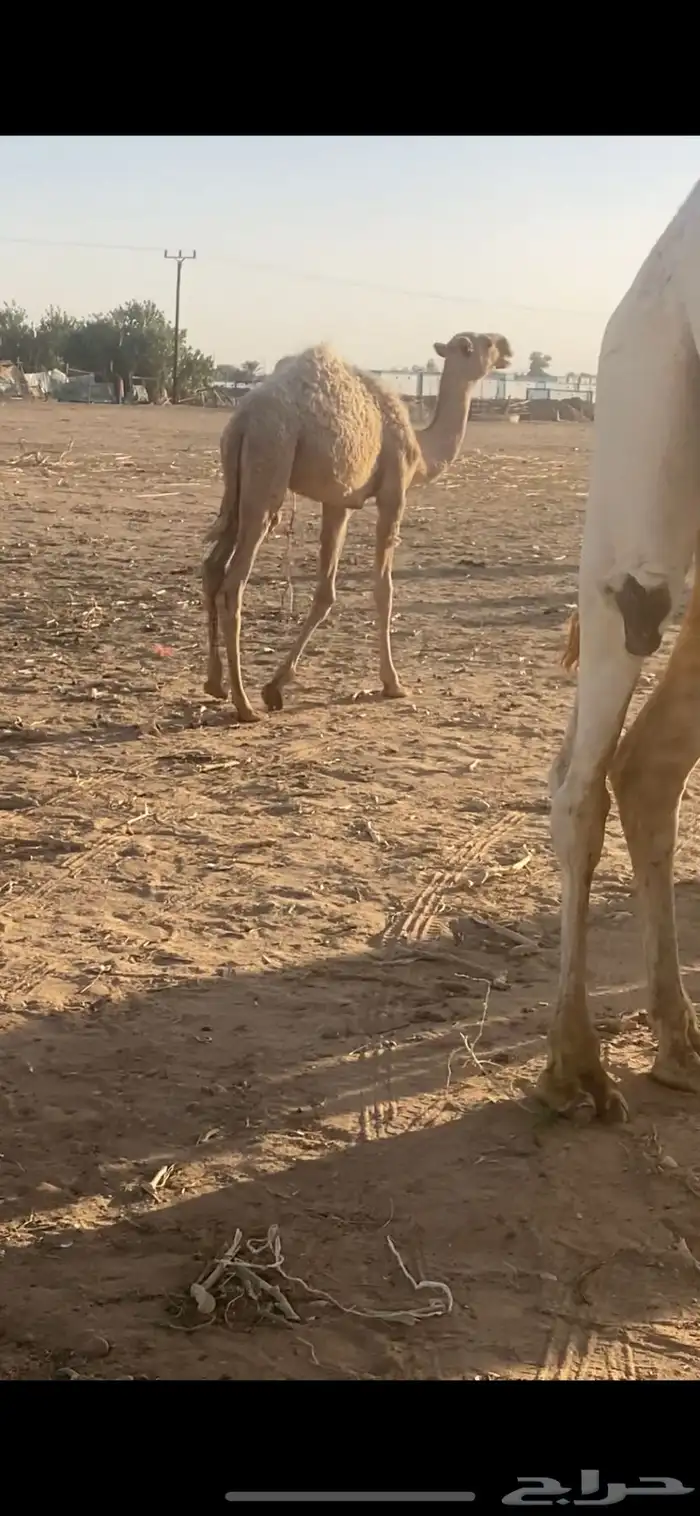 بكره شعلا 2