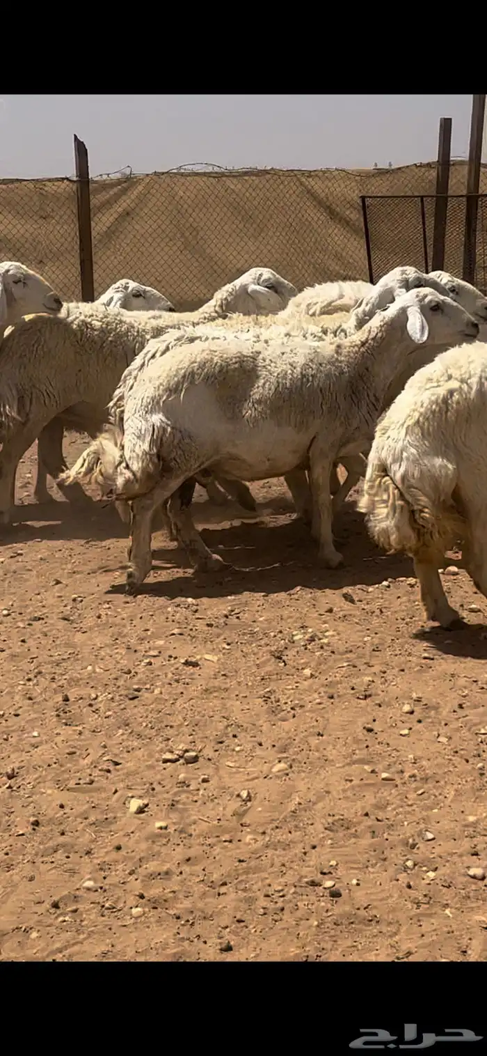 غنم حريات حرش كفو فواخر دفيع ومضاريع للبيع 1