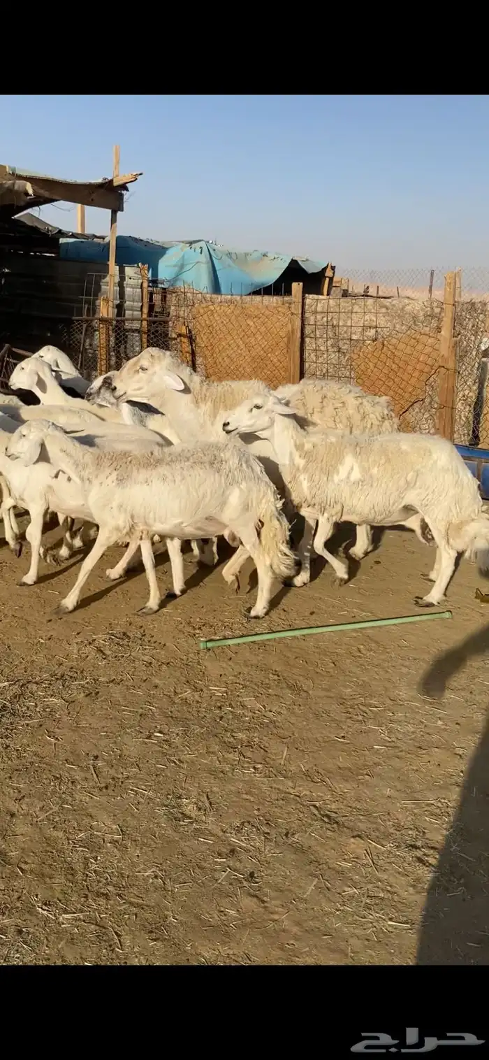 غنم حريات 0