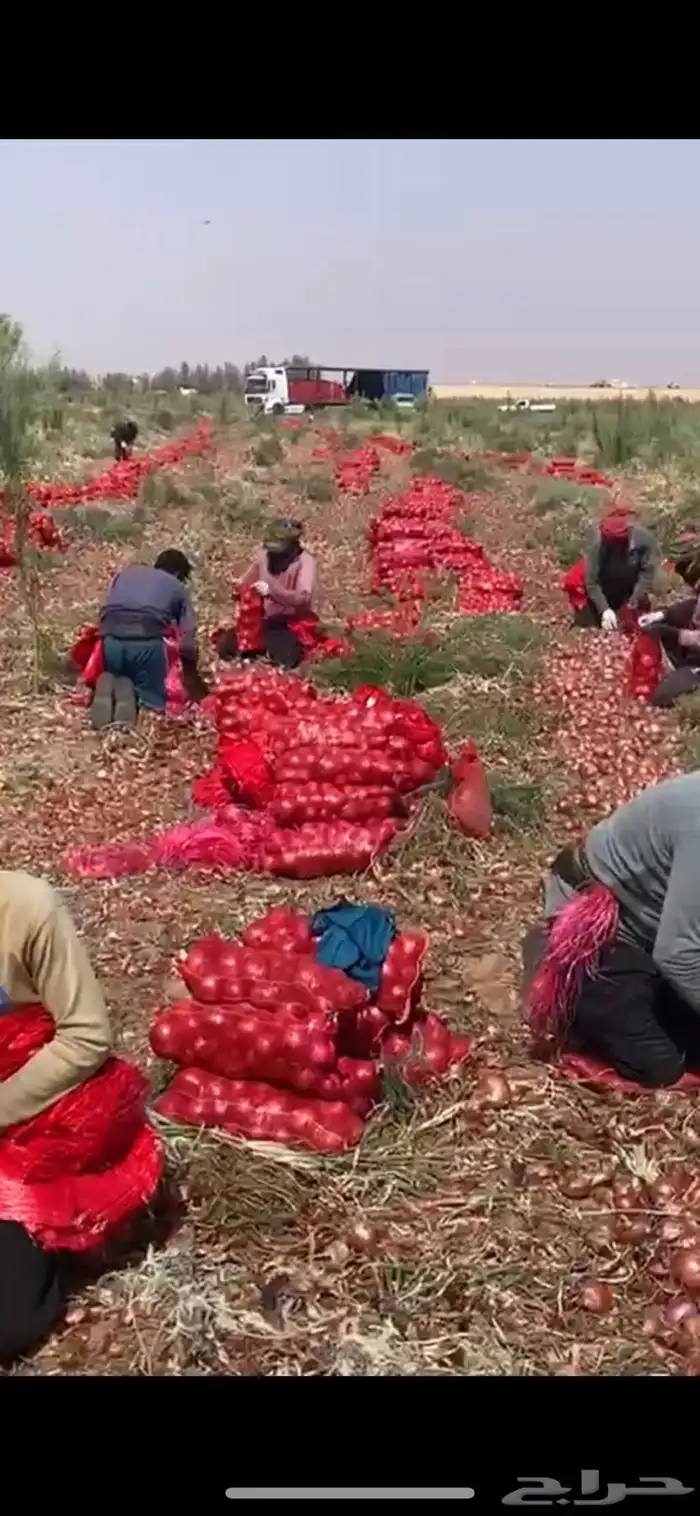 بصل بذره يمني فاخر 8