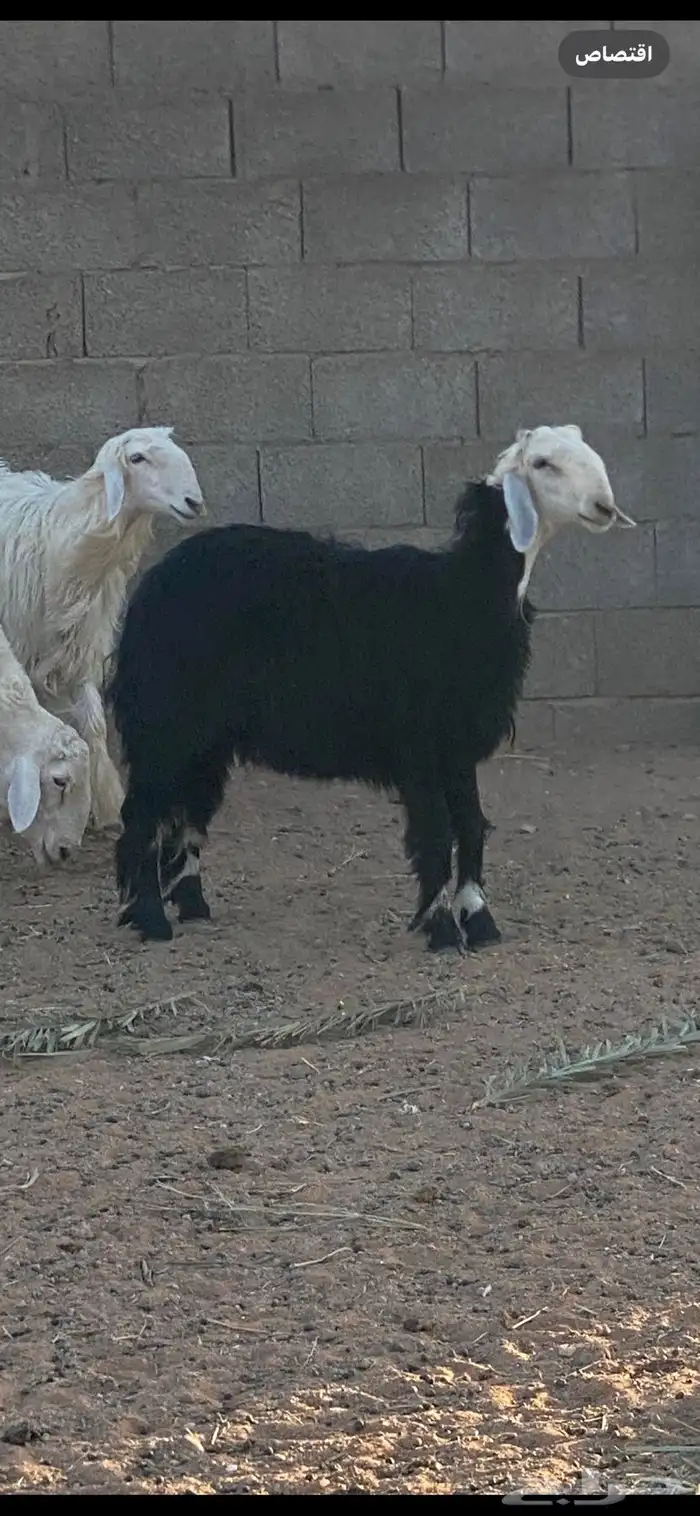 نجديه وعيسيه جذعات للقناي 2