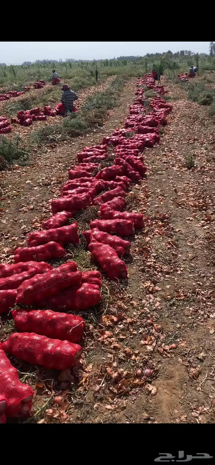 بصل بذره يمني فاخر 4