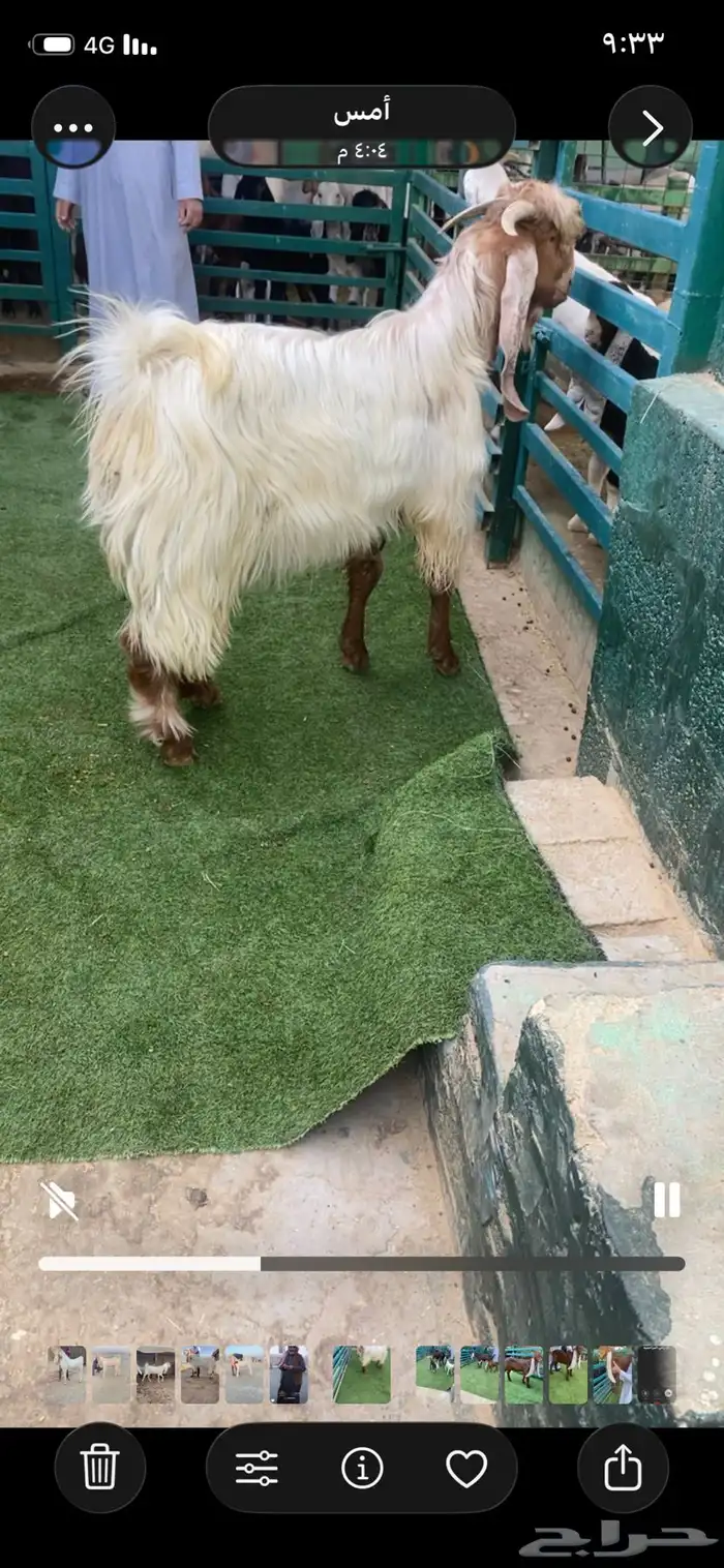 فحل جذع مشروك 2