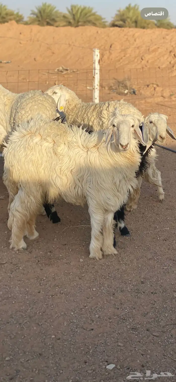 نجديه وعيسيه جذعات للقناي 0
