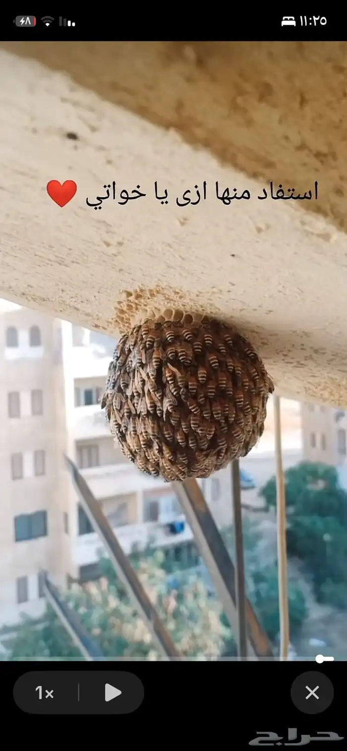 طرد  النحل من البيوت من البيوت 0